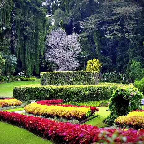 Peradeniya Botanical Garden
